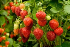 Strawberries - Nature's Sweet and Healthy Treasures